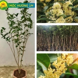 Cây giống Mộc Hương Choai 1M - Hoa tuôn như suối, hương thơm ngào ngạt 14