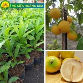 Cây giống vú sữa Hoàng Kim, giống cây khỏe, quả ngon rất thơm, ít sâu hại và sớm cho trái, không mất nhiều công chăm 19