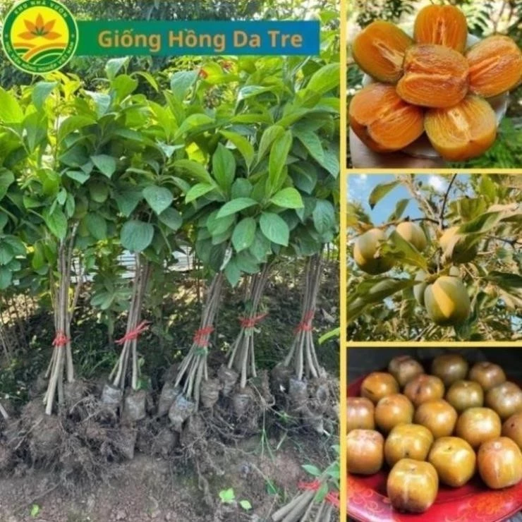 Cây Giống hồng Da Tre Thái Nguyên, cây giống mang giá trị kinh tế cao 14