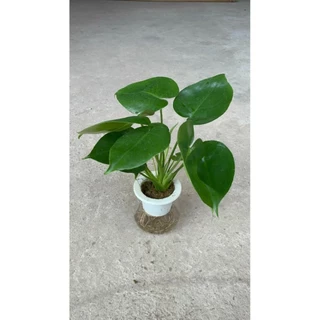 Trầu bà Monstera thủy sinh 31