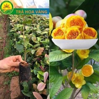 Cây giống trà hoa vàng, cây cao 20 cm, cây Dược Liệu Quý, vừa làm cảnh vừa có trà uống 22