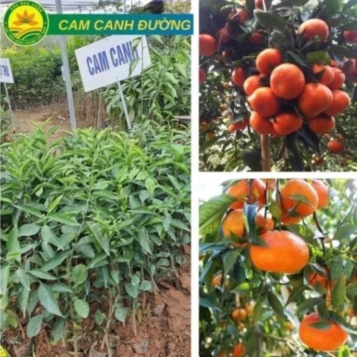 Cây Giống Cam Canh Đường giống chuẩn F1 năng suất sao, quả mọng nước ngon ngọt 11