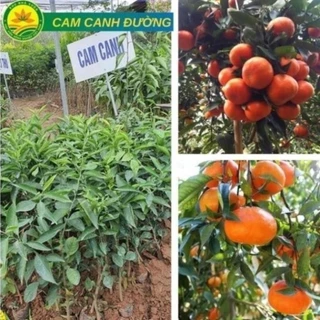 Cây Giống Cam Canh Đường giống chuẩn F1 năng suất sao, quả mọng nước ngon ngọt 11