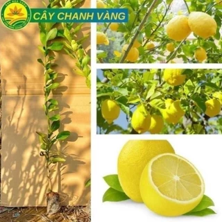 Cây giống chanh vàng Mỹ giống chuẩn F1, quả siêu to mọng nước thơm ngon cho năng suất cao 11