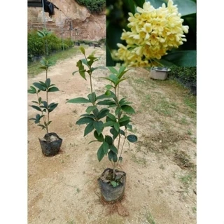 Cây giống Mộc Hương Cao 50 Cm, cho hoa sau 1 năm trồng 19