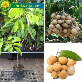 Cây giống Nhãn hạt lép, giống cây nhập khẩu thế hệ mới, quả to, mọng nước, cây giống khỏe, ít sâu bệnh 18