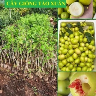 Cây giống Táo Xuân Bắc Giang, giống táo siêu ngọt phù hợp trồng ban công, trồng chậu 19