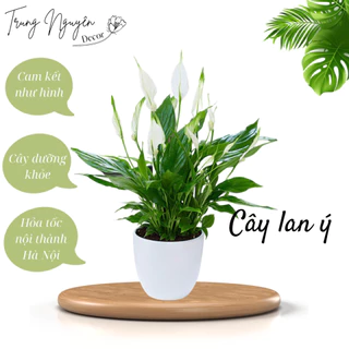 (22) Cây lan ý để bàn cao 30-40cm ( ảnh thật chụp tại vườn) 1 2 2