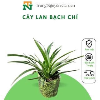 7 Cây Cỏ Lan Chi, Lan Bạch Chỉ, Lan dây nhện trungnguyen.garden TN