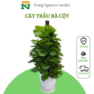 13 Cây Trầu Bà Leo Cột cây khỏe đẹp dễ chăm sóc trungnguyen.garden TN