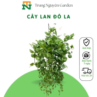 16 Cây treo Lan Đô La mang lại tài lộc may mắn trungnguyen.garden TN