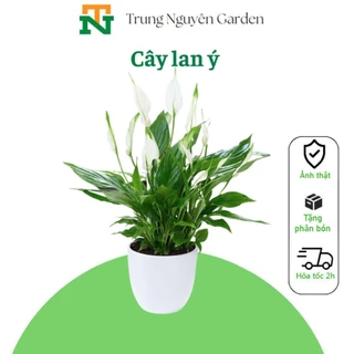 17 Cây lan ý cao 30-35cm trungnguyen.garden TN