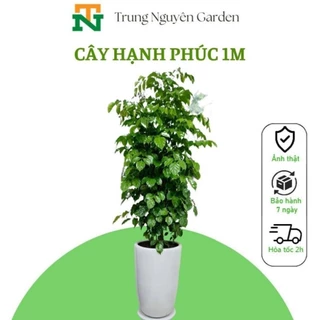 19 Cây Hạnh phúc cao 1m cả bầu trungnguyen.garden TN