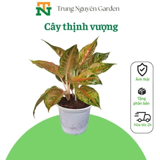 C6 Cây thịnh vượng, cây phúc lộc hoa cao 30-35cm trong nhà