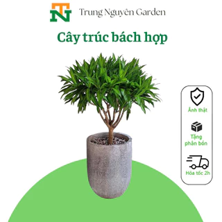 Cây trúc bách hợp cao 70-80cm (ảnh thật chụp tại vườn)trungnguyen.garden TN Decor