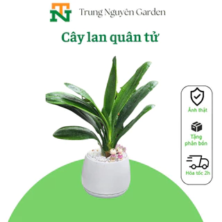 Cây lan quân tử, cây hoa lan quân tử.