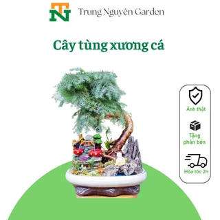 cây tùng xương cá, cây bonsai đẹp.