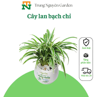 Cây lan bạch chỉ, cỏ lan chi, lan dây nhện.