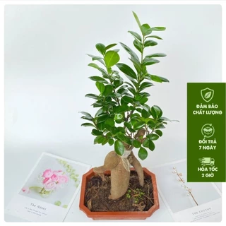 Cây si bonsai chiều cao 20cm, có bộ rễ chắc khỏe sức sống tốt, dễ chăm sóc thích hợp trang trí bàn làm vệc