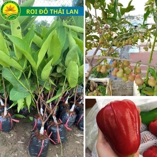 Cây giống roi đỏ Thái lan, giống cây nhập khẩu mới, quả to, mọng nước, cây sớm cho trái, nhiều quả cây giống khỏe 54