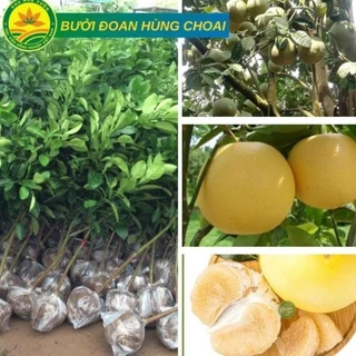 Cây Giống Bưởi Đoan Hùng choai cao từ 1m-1,2m giống ghép chuẩn cho quả luôn siêu chất lượng, cây khỏe 52