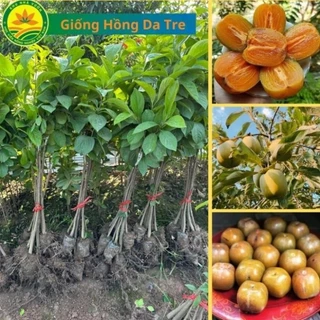 Cây Giống hồng Da Tre Thái Nguyên, cây giống mang giá trị kinh tế cao 46