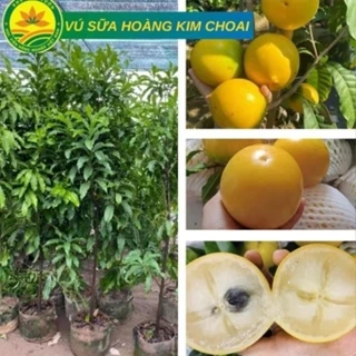 Cây giống Vú Sữa Hoàng Kim choai cao từ 1m- 1,2m quả mọng siêu sai trái, cây khỏe 46