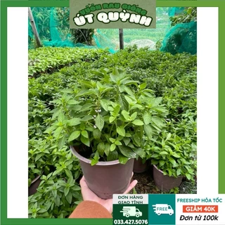 Chậu Cây Húng Cây / Húng Thơm trồng sẵn tại vườn siêu sạch- Vườn Rau Giống Út Quỳnh (khoảng 5-7 cây/ chậu)