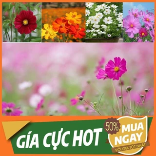 1000 hạt Hạt giống hoa cúc sao nhái mix màu