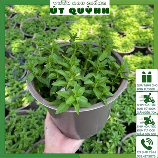 Chậu Cây Ngò Om / Rau Ngổ trồng sẵn tại vườn siêu sạch- Vườn Rau Giống Út Quỳnh (khoảng 5-7 cây/ chậu)