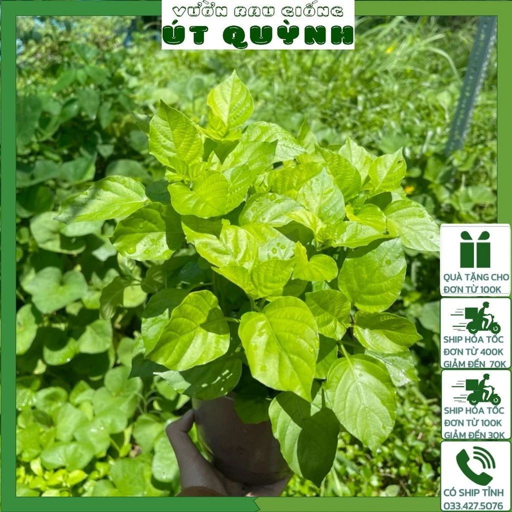 Chậu Cây Ngót Nhật trồng sẵn tại vườn siêu sạch- Vườn Rau Giống Út Quỳnh (khoảng 5-7 cây/ chậu)