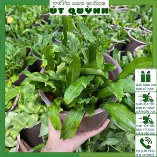 Chậu Cây Ngò Gai trồng sẵn tại vườn siêu sạch- Vườn Rau Giống Út Quỳnh (khoảng 5-7 cây/ chậu)