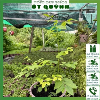 Chậu Cây Bồ Ngót trồng sẵn tại vườn siêu sạch- Vườn Rau Giống Út Quỳnh (khoảng 1-3 cây/ chậu)