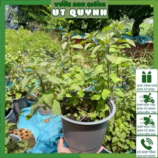Chậu Cây Bạc Hà Pháp trồng sẵn tại vườn siêu sạch- Vườn Rau Giống Út Quỳnh (khoảng 5-7 cây/ chậu)