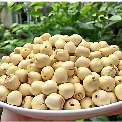 Hạt sen khô Huế loại ngon thơm bở - , nguyên liệu nấu chè, mứt, xôi