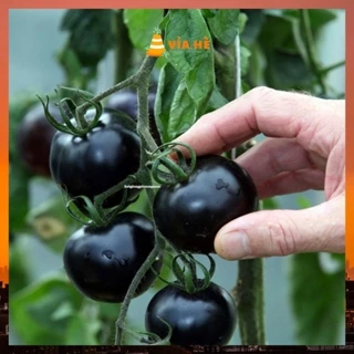 Hạt giống cà chua bi đen phá đỏ chất lượng F1 dễ trồng