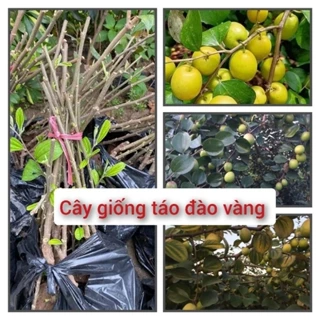 Cây giống táo đào vàng