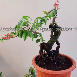 Cây khế bonsai mini