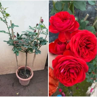 Chậu cây hoa hồng thân gỗ Tree red apple rose đang sẵn nụ hoa, cây khoẻ nhiều lộc