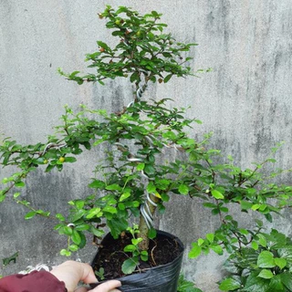 Cây chùm rụm (trà phúc kiến) bonsai
