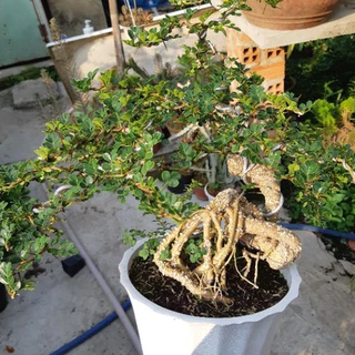 Cần thăng bonsai DÁNG QUÁI ĐẸP