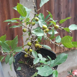 Cây sung bonsai SIÊU TRÁI