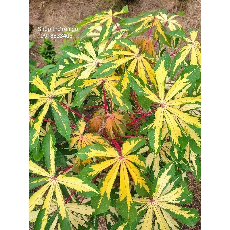 vn 11134207 23020 sbfusddz6zmv6a