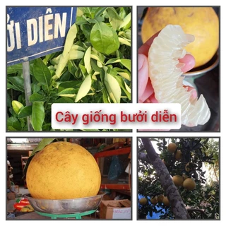 Cây giống bưởi diễn