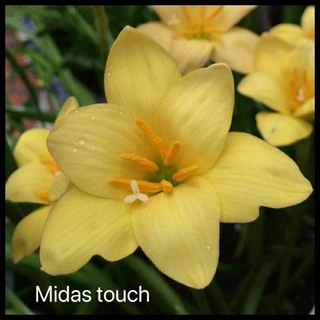 Củ huệ mưa ngoại Midas Touch hoa to vàng tươi (bán củ mẹ size to)