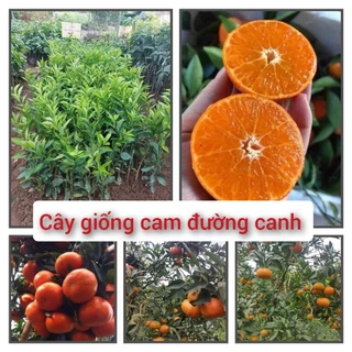 Cây giống Cam đường Canh