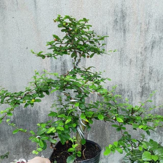 Cây trà phúc kiến (chùm rụm) bonsai