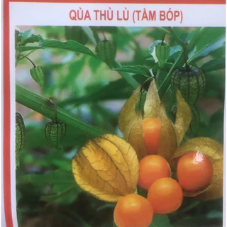 Hạt giống Quả Thù Lù ( Tầm Bóp )