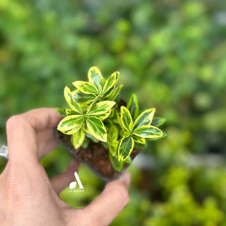 Cây Hoàng Kim - Cây mini màu sắc dành cho Terrarium - Hàng thuần siêu đẹp - Dương xỉ mini chịu ẩm tốt
