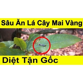 Diệt sâu  sinh học hại hoa mai .hoa hồng.  rau mầu.không mùi hiệu quả